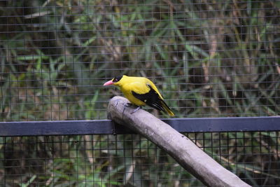 Close-up of bird perching on a fence