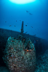 Fish swimming in sea