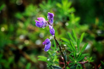 Close-up of purple flowers