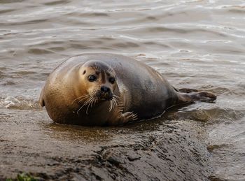 Seal on a riverbank