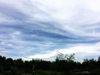 Trees in forest against sky