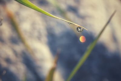 Close-up of raindrops on plant