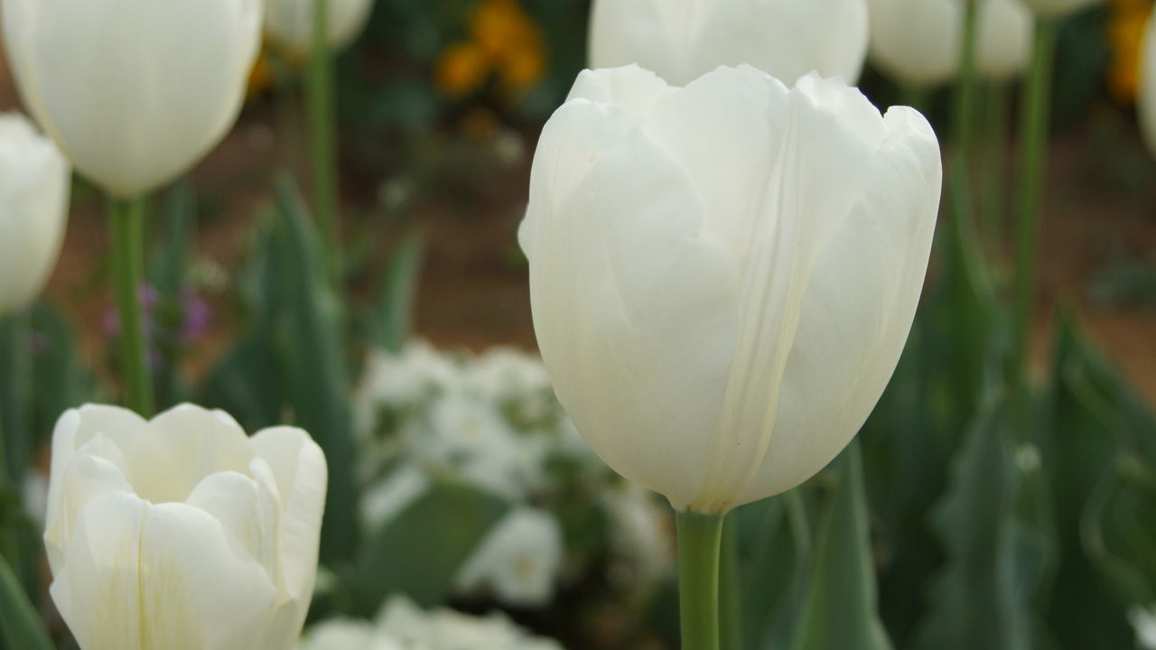 CLOSE-UP OF WHITE TULIP FLOWER