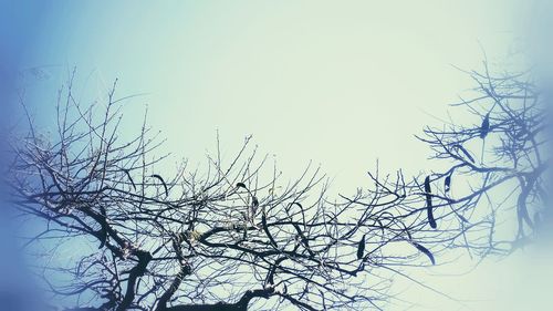 Low angle view of bare trees against sky