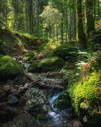 Stream flowing amidst trees in forest