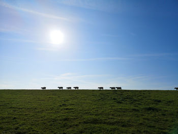 View of sheep grazing on field against sky