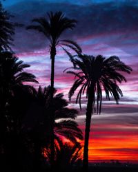 Silhouette palm trees against sky during sunset