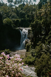 Scenic view of waterfall in forest