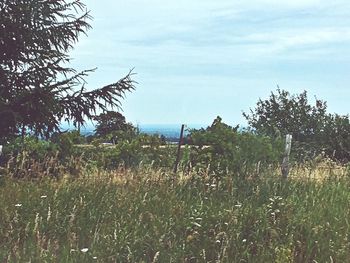 Scenic view of grassy field against sky