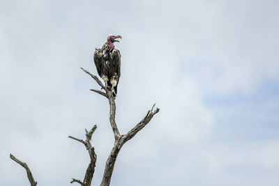 Low angle view of eagle perching on branch