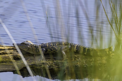 Small alligator lying on log