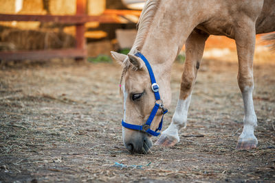 Horse standing on field