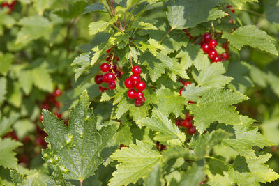 Close-up of cherries on tree