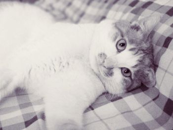 Close-up portrait of a cat lying down