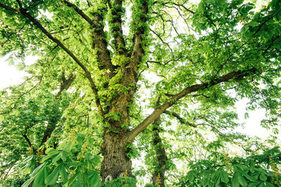 Low angle view of trees in forest