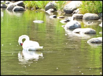 Swan floating on lake