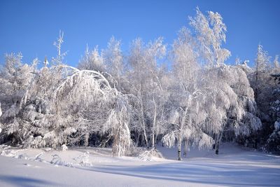 Trees on snow covered land against blue sky