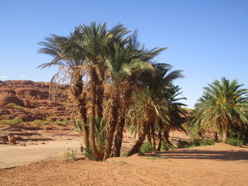 Palm trees on desert against clear sky