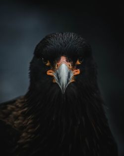 Close-up portrait of eagle against black background