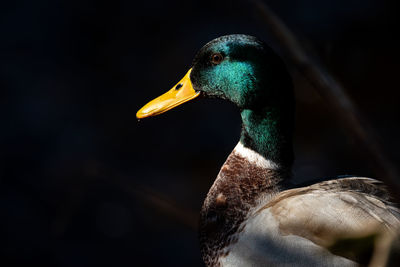 Close-up of duck