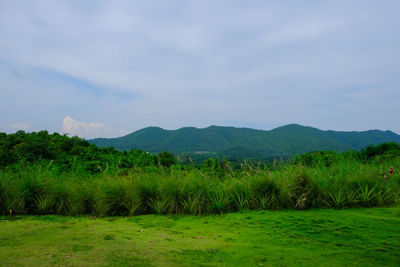 Scenic view of field against sky