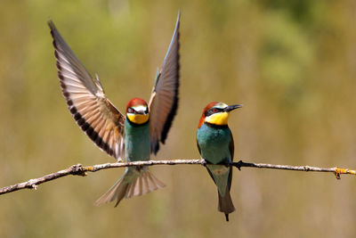Close-up of birds perching on branch