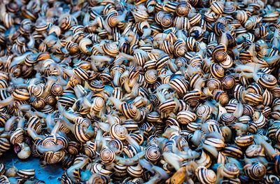 Full frame shot of shells