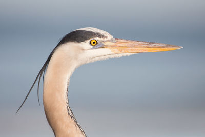 Close-up of heron looking away