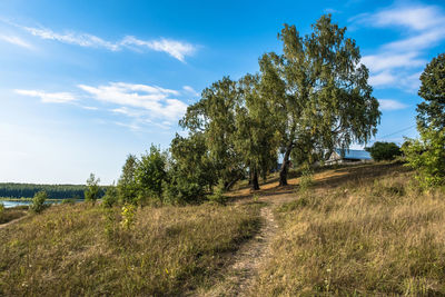 Trees on field against sky