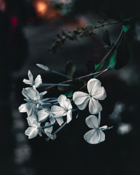 Close-up of white flowering plant