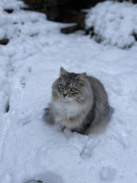 Cat on snow