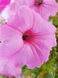 Close-up of pink flower blooming outdoors