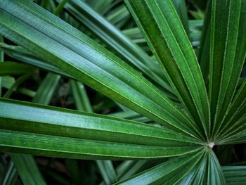 Full frame shot of green plant