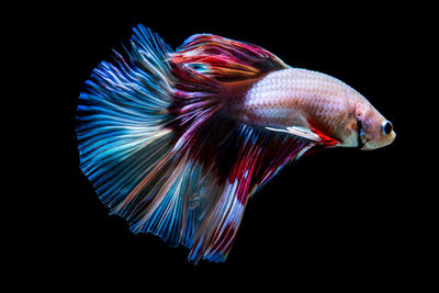 Close-up of fish swimming in sea