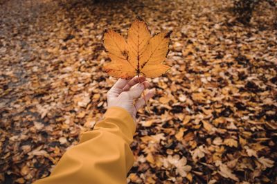 A young person holding maple leaf in autumn season