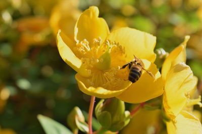 Close-up of bee pollinating yellow flower