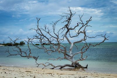 Bare tree on beach against sky