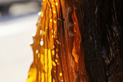 Close-up of tree trunk during sunset