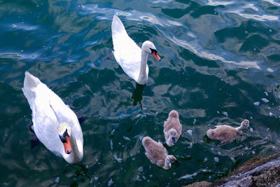 High angle view of swan swimming in lake