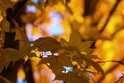 Close-up of autumnal leaves on tree