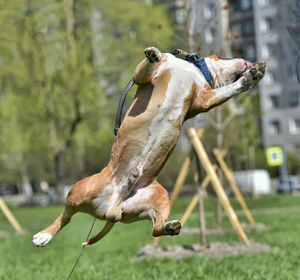 Close-up of a dog on land