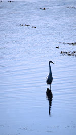 Duck swimming in lake