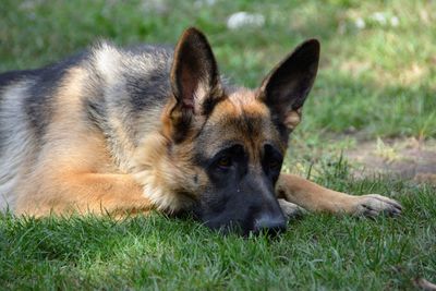 Close-up of a dog lying on grass