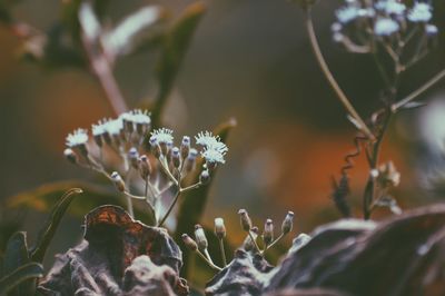 Close-up of flowers against blurred background