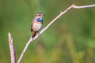 Close-up of bird perching on branch