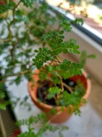 Close-up of potted plant