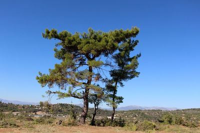 Low angle view of tree against clear blue sky