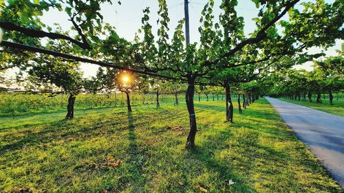 Trees on field against sky