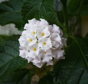 Close-up of white flowering plant