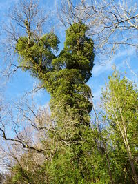 Low angle view of trees against sky